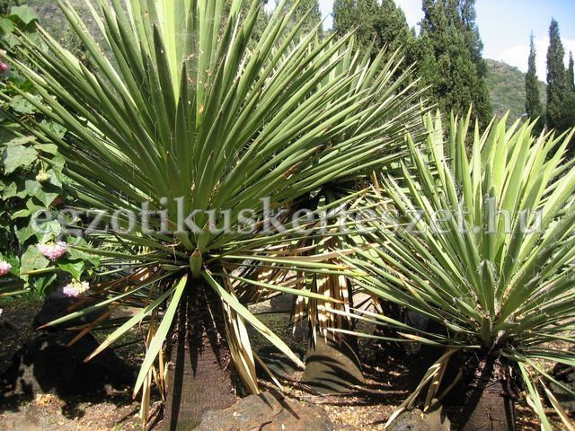 kanri szigetek yucca faxoniana